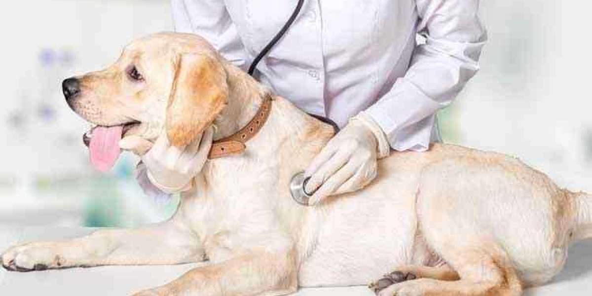 European Veterinary Services market is expected to grow at an 8% CAGR from 2022 to 2032 | FMI