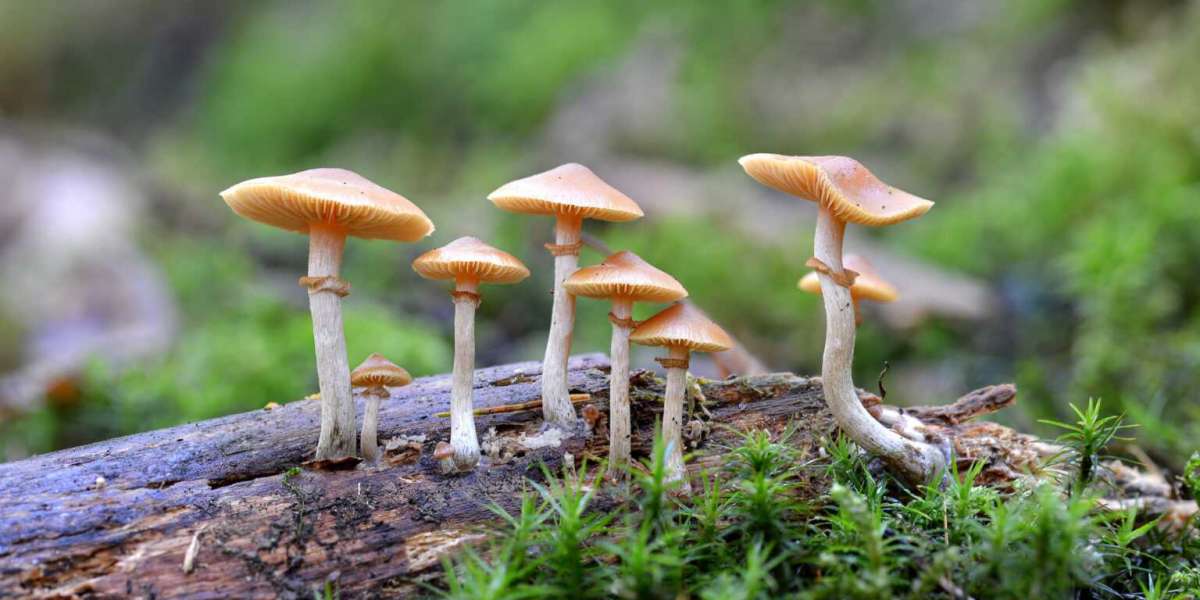 Mushfeed Magic Mushroom Depression Treatment