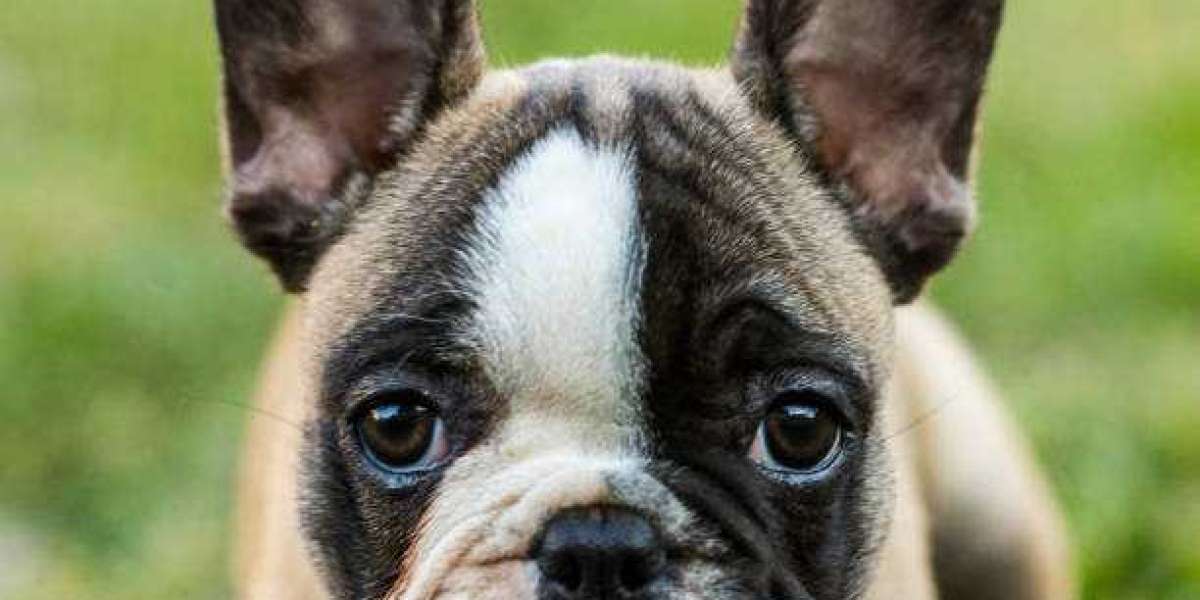 French Bulldog Puppies for Sale: What to Know Before You Buy