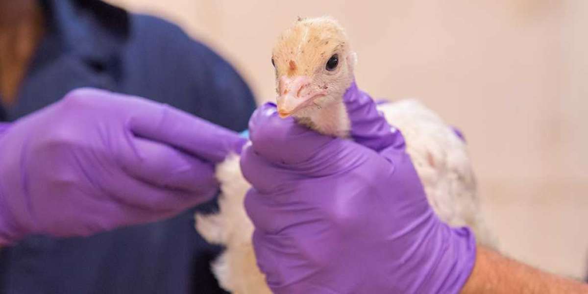 Poultry Diagnostic Testing Market is expected to reach a valuation of US$ 1.2 Billion by 2032 | FMI