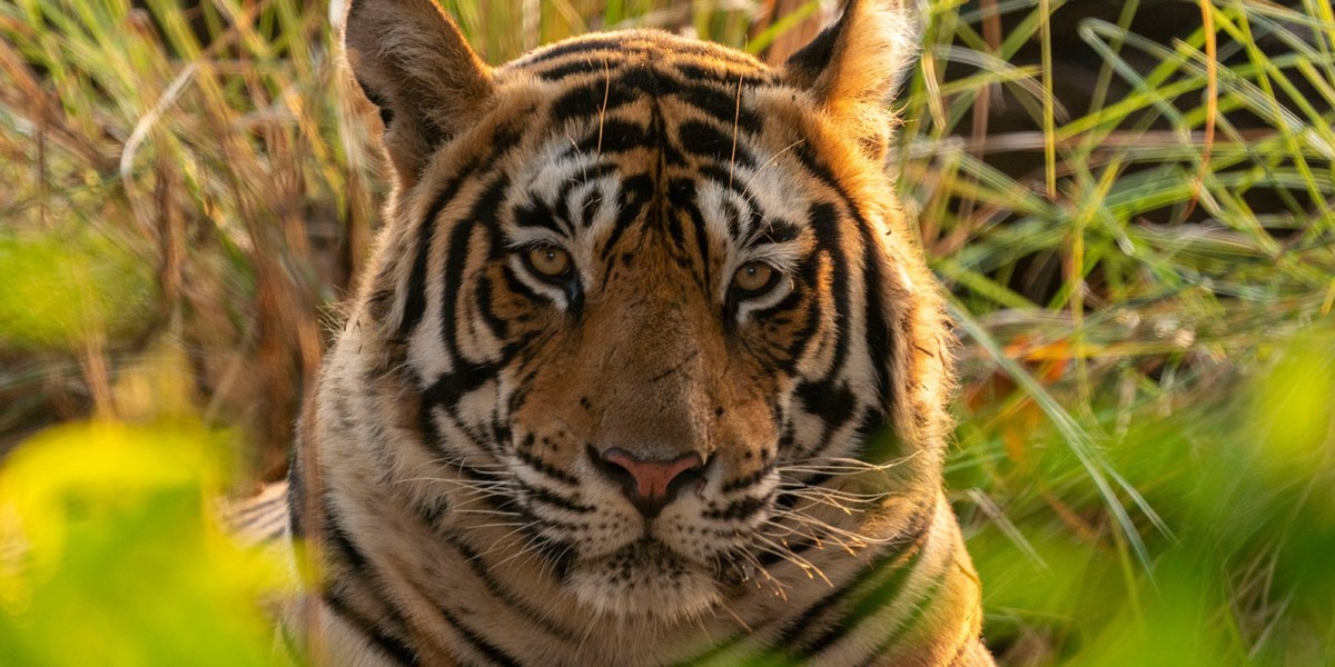 Is Ranthambore a good place for safari?