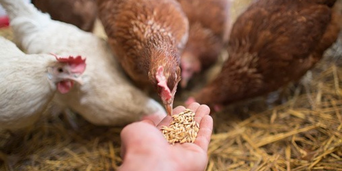 Poultry Feed Market 2030 Size, Share, Trend, Industry | MRFR