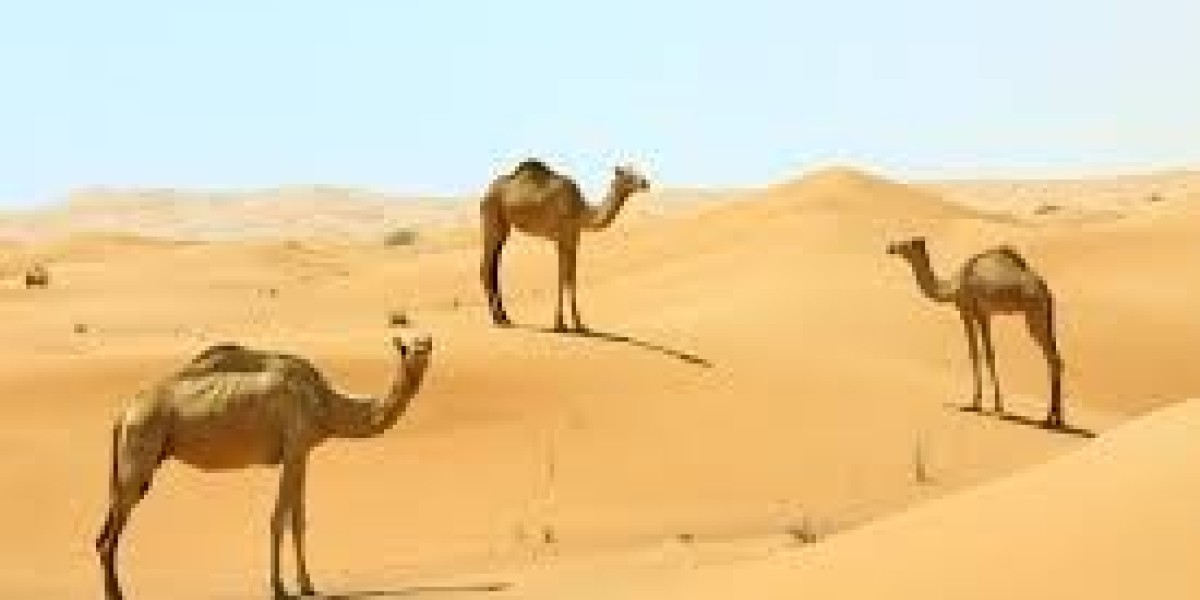 Experience the Mystical Sands of Rajasthan at Desert Dream Royal Camp