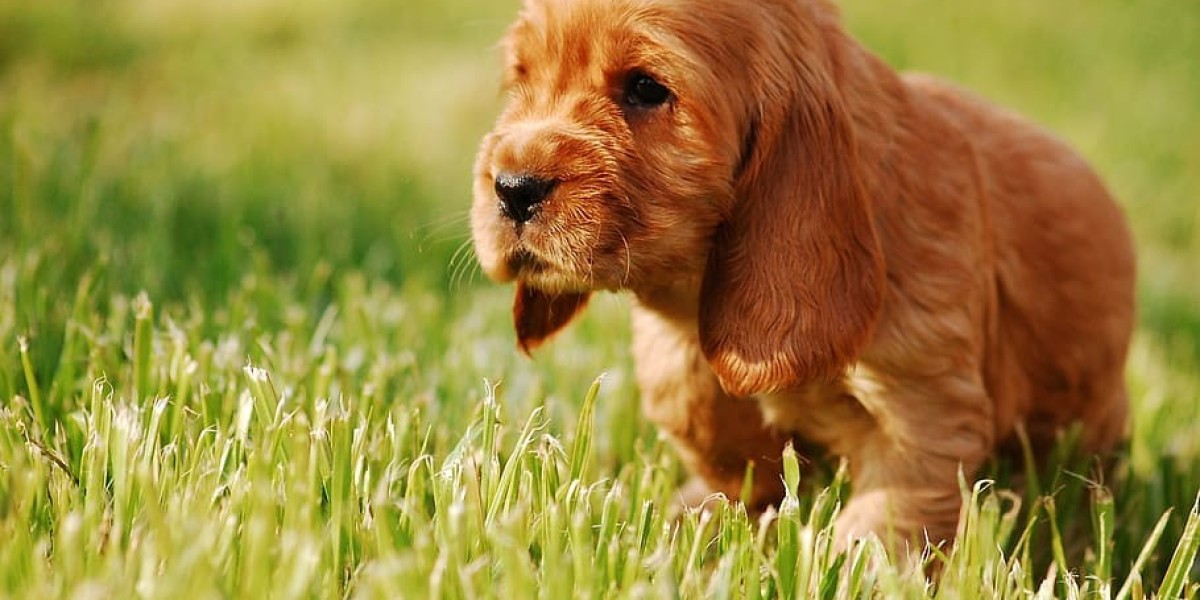 Finding Your Furry Friend: Cocker Spaniel Puppies for Sale in Pune at Best Prices