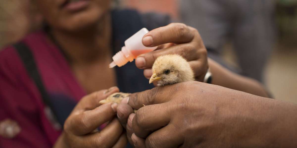 Global Poultry Vaccine Market Is Estimated To Witness High Growth Owing To Increasing Demand for Protein-rich Food Produ