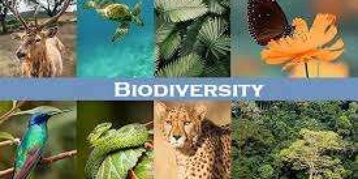 What Is Biodiversity and Why Is It Important For Human Lives?