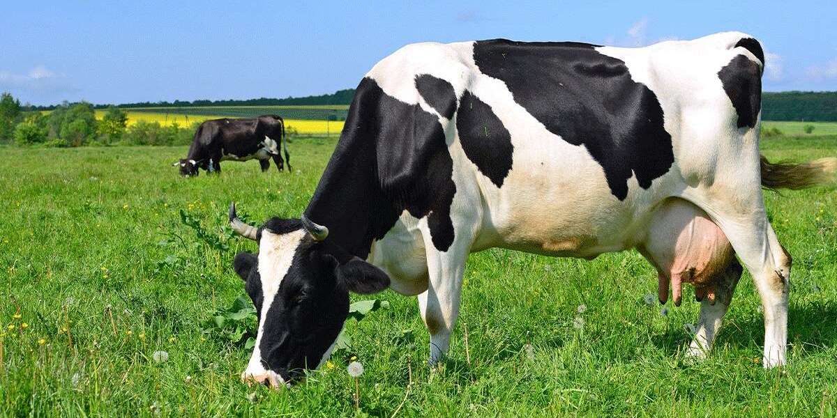 Beef Animal Nutrition is the largest segment driving the growth of Bovine Mastitis Market