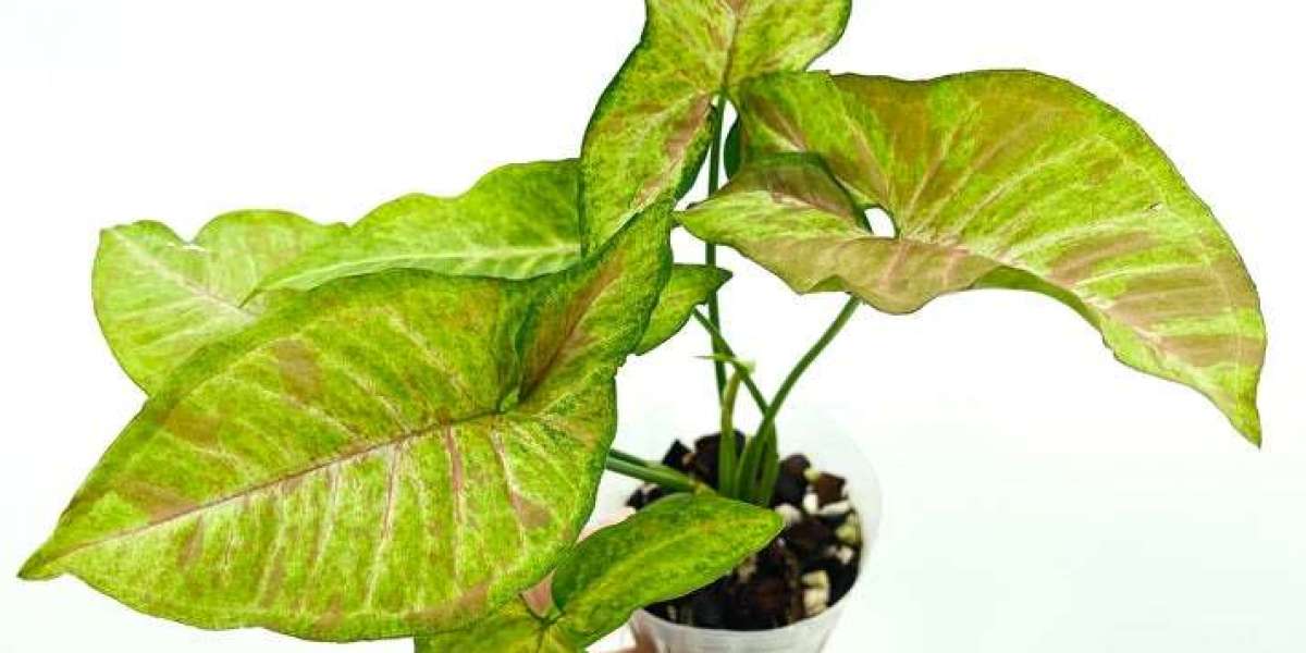 Syngonium Confetti