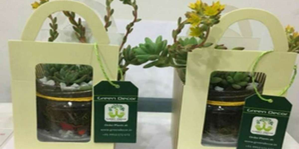 Elevate Your Corporate Space with Corporate Plant Gifts- Green Decor
