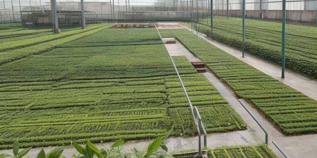 Tea Processing Plant Project Report 2024, Setup Details, Machinery Requirements and Cost Analysis