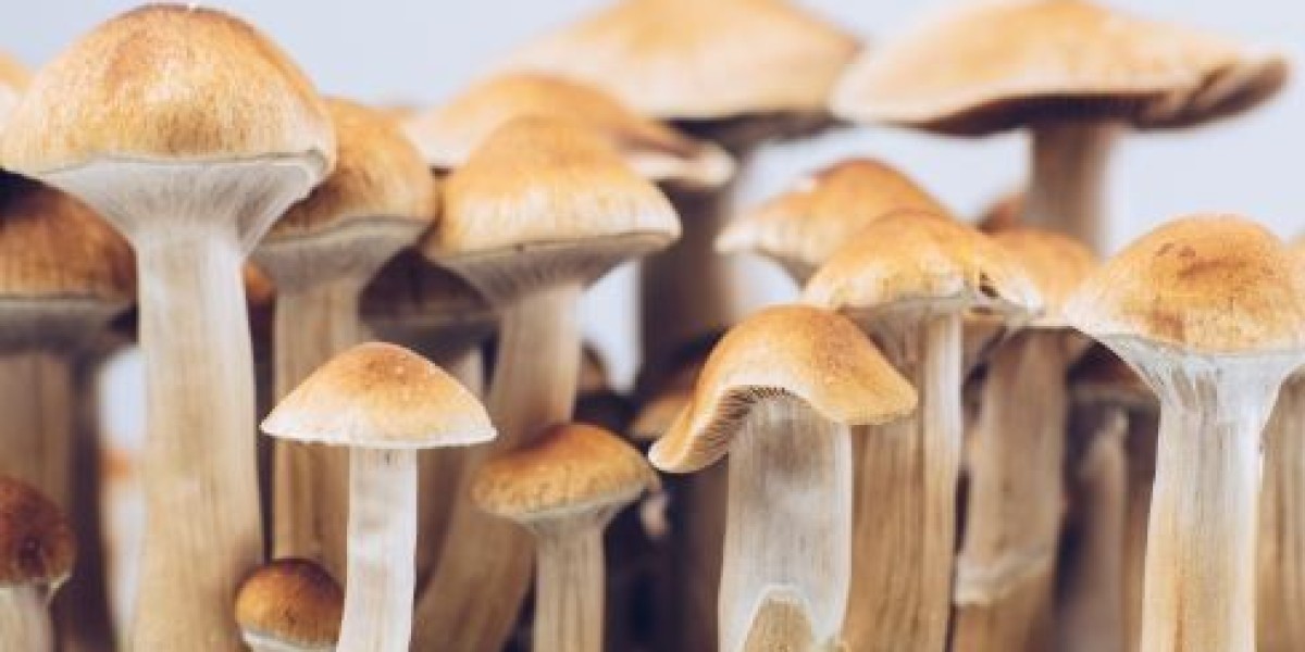 The Future of Magic Mushroom Purchases: Trends and Developments in the Market