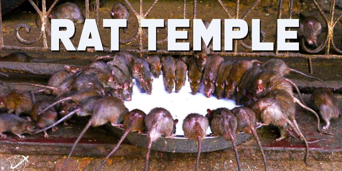 Rat Kingdom: Karni Mata Temple in Bikaner