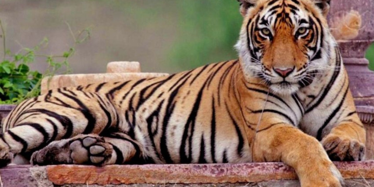 Complete Travel Guide For Ranthambore To Plan An Ultimate Trip