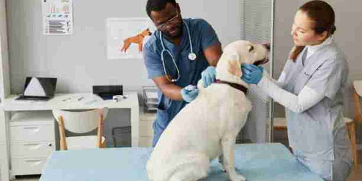 Emergency Care What Every Winnipeg Pet Owner Should Know