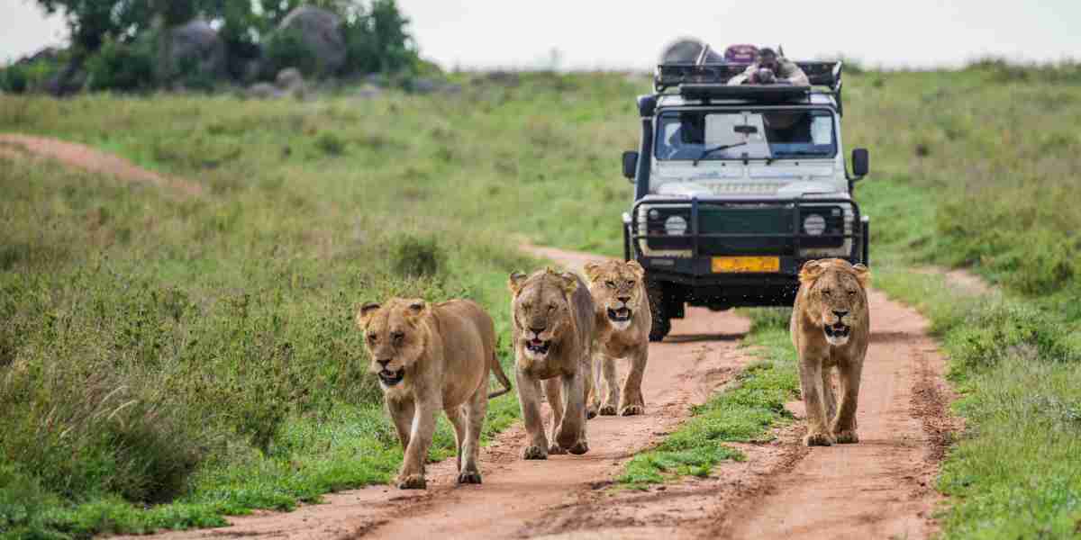 Is Ranthambore Safari worth it?