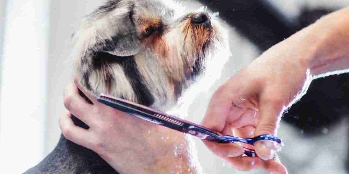 Dog Grooming  at Home in Chennai