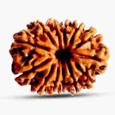 13 Mukhi Rudraksha Profile Picture