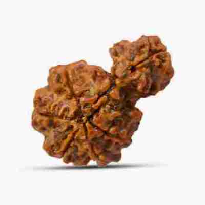 Savar Rudraksha Profile Picture