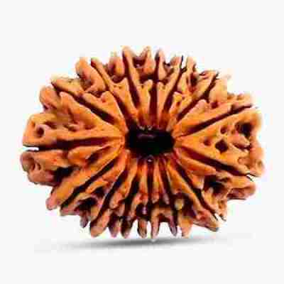 15 Mukhi Rudraksha Profile Picture