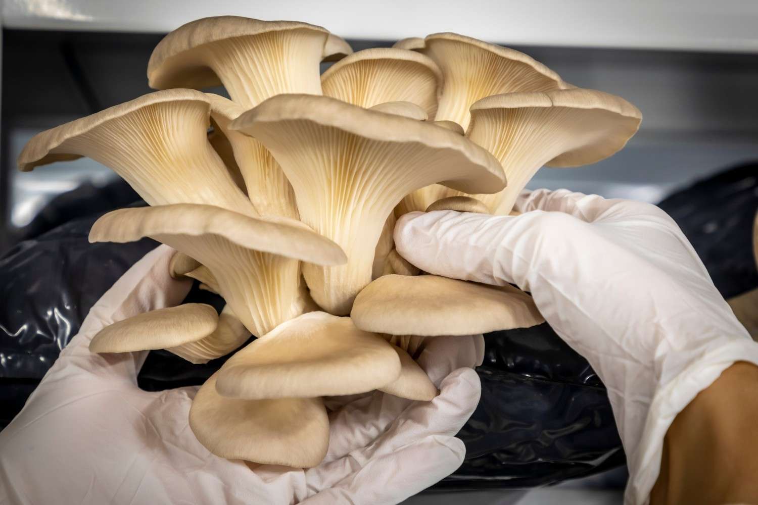 Best Mushroom Supplements for Your Health | Ultra Shroom